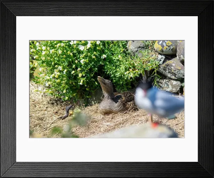 Framed Print : A female Eider duck (Somateria mollissima) sits on its nest Framed Print : A female Eider duck (Somateria mollissima) sits on its nest