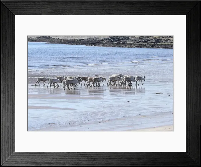 Framed Print : Reindeer (Rangifer tarandus) at low tide on the beach of the Barents Sea, Northern Norway, Lapland, Norway, Scandinavia Framed Print : Reindeer (Rangifer tarandus) at low tide on the beach of the Barents Sea, Northern Norway, Lapland, Norway, Scandinavia