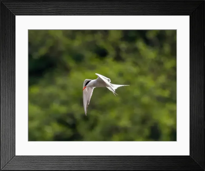 Framed Print : Common tern in flight against a background of greenery Framed Print : Common tern in flight against a background of greenery