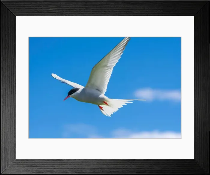 Framed Print : An Arctic Tern (Sterna Paradise) in flight above the Farne Islands in Northumberland, UK Framed Print : An Arctic Tern (Sterna Paradise) in flight above the Farne Islands in Northumberland, UK