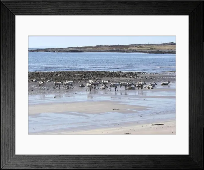 Framed Print : Reindeer (Rangifer tarandus) at low tide on the beach of the Barents Sea, Northern Norway, Lapland, Norway, Scandinavia Framed Print : Reindeer (Rangifer tarandus) at low tide on the beach of the Barents Sea, Northern Norway, Lapland, Norway, Scandinavia