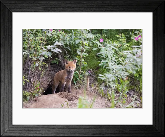 Framed Print : Red fox steps out of his den Framed Print : Red fox steps out of his den