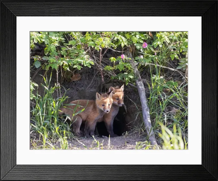 Framed Print : Red fox siblings look like they are close Framed Print : Red fox siblings look like they are close