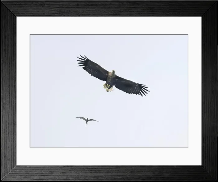 Framed Print : Eagle white-tailed (Haliaeetus albicilla), in flight over Loch Barvas, Isle of Lewis, Western Isles, Scotland