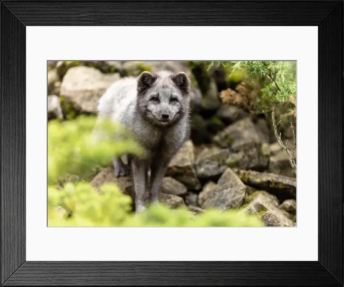 Framed Print : A fox stands between stones in a green forest and seems to be searching or exploring, arctic fox (Alopex lagopus) Framed Print : A fox stands between stones in a green forest and seems to be searching or exploring, arctic fox (Alopex lagopus)