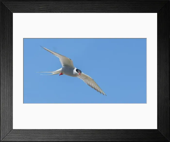 Framed Print : Arctic tern in flight with bright blue sky Framed Print : Arctic tern in flight with bright blue sky
