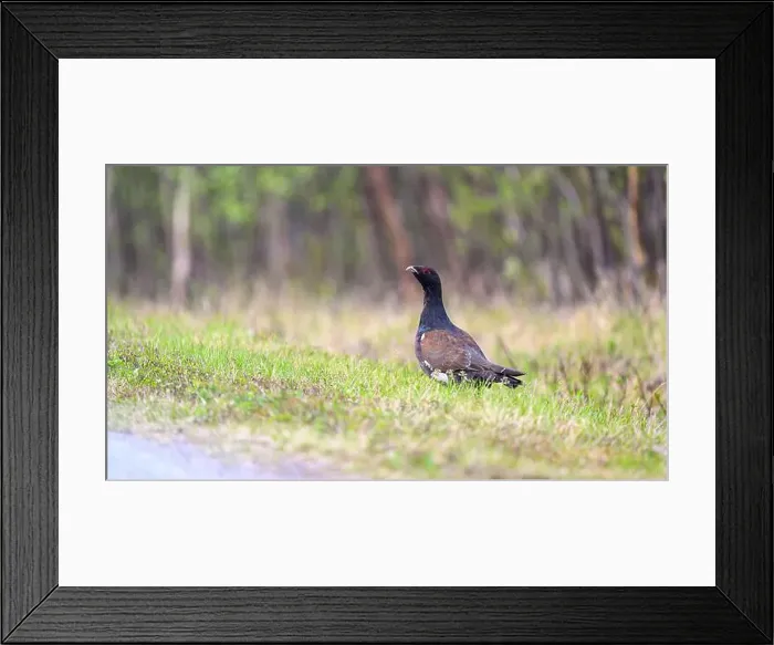 Framed Print : Western capercaillie (Tetrao urogallus) in summer forest Framed Print : Western capercaillie (Tetrao urogallus) in summer forest