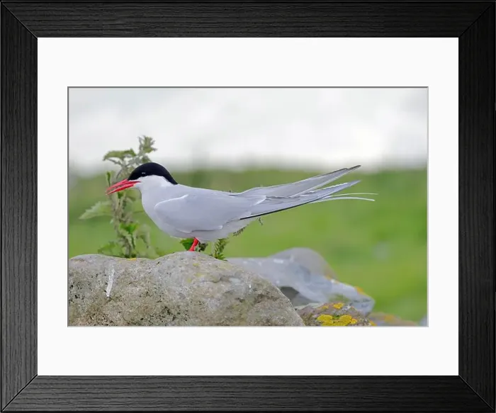 Framed Print : An Arctic Tern (Sterna paradisaea) on Inner Farne, Northumberland Framed Print : An Arctic Tern (Sterna paradisaea) on Inner Farne, Northumberland