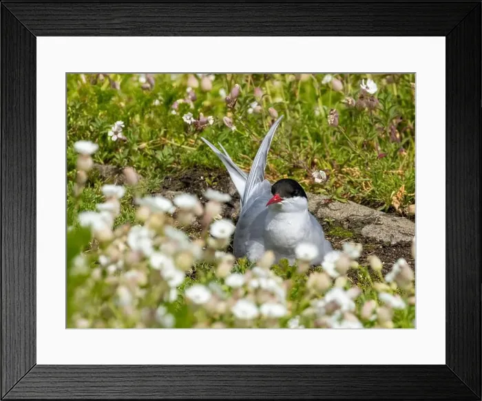 Framed Print : Arctic tern close up on the ground Framed Print : Arctic tern close up on the ground