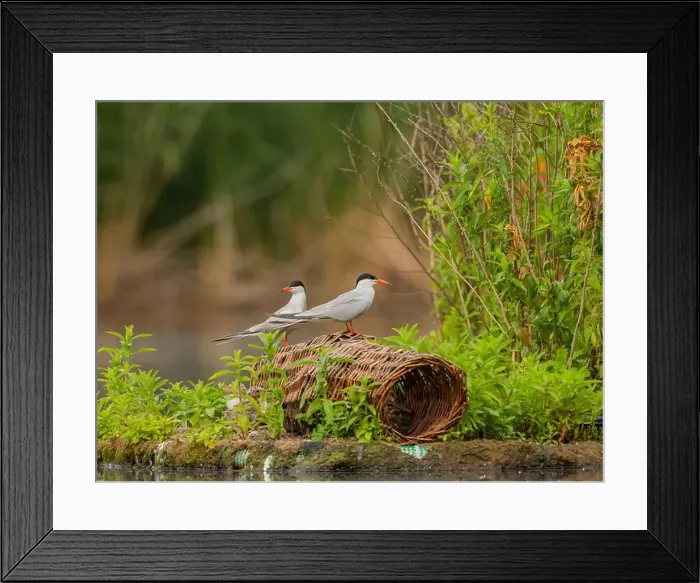 Framed Print : Common tern on the breeding ground with their young Framed Print : Common tern on the breeding ground with their young