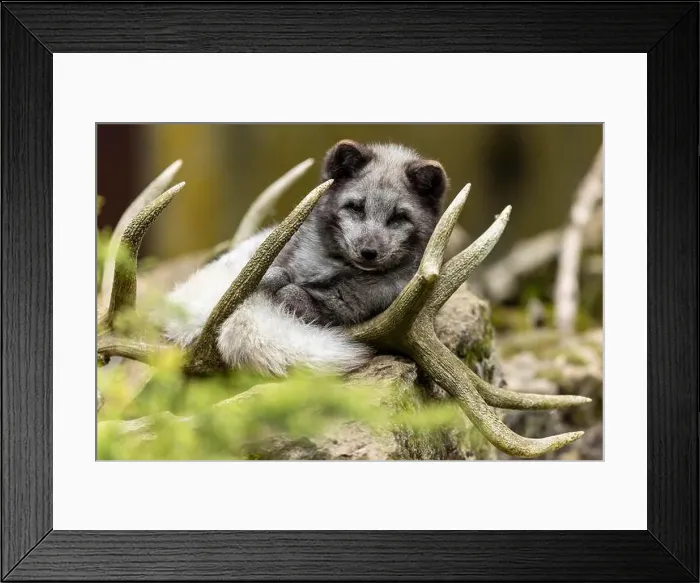 Framed Print : A fox lies relaxed in its antlers and enjoys the peaceful surroundings, arctic fox (Alopex lagopus) Framed Print : A fox lies relaxed in its antlers and enjoys the peaceful surroundings, arctic fox (Alopex lagopus)