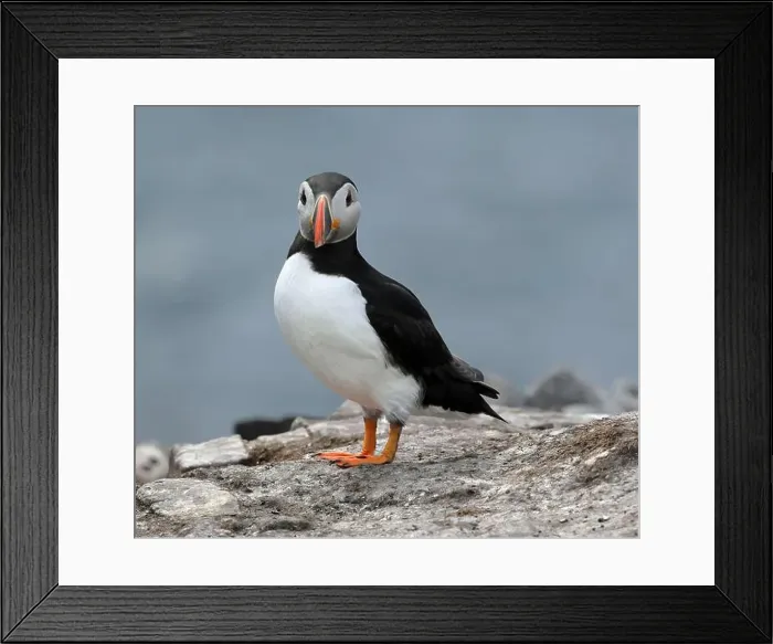 Framed Print : Atlantic Puffin (Fratercula arctica) Framed Print : Atlantic Puffin (Fratercula arctica)