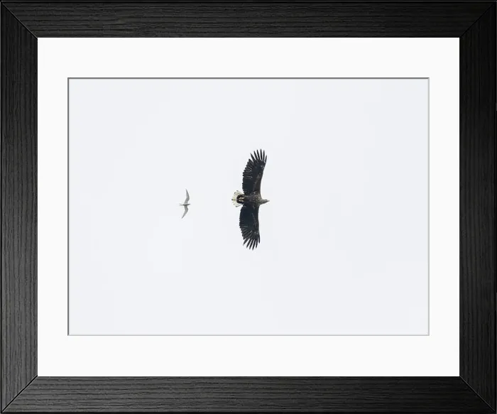 Framed Print : Eagle white-tailed (Haliaeetus albicilla), in flight over Loch Barvas, Isle of Lewis, Western Isles, Scotland