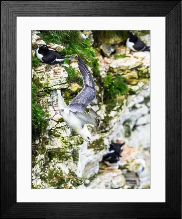 Framed Print : Northern Fulmar, Fulmarus glacialis, bird in flight over sea and cliffs, Bempton Cliffs, North Yorkshire, England Framed Print : Northern Fulmar, Fulmarus glacialis, bird in flight over sea and cliffs, Bempton Cliffs, North Yorkshire, England