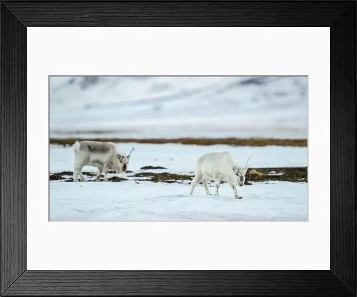 Framed Print : The Svalbard reindeer (Rangifer tarandus platyrhynchus) in early spring Framed Print : The Svalbard reindeer (Rangifer tarandus platyrhynchus) in early spring