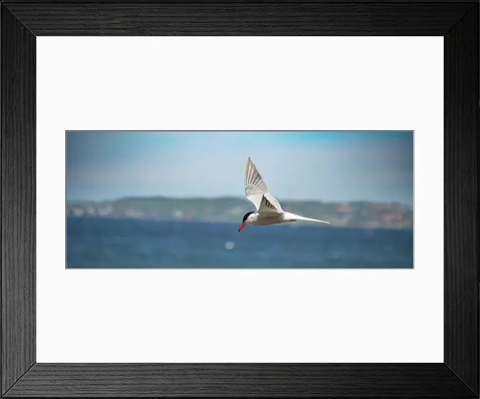 Framed Print : Flitting The Common Tern (Sterna hirundo) on blue sky background Framed Print : Flitting The Common Tern (Sterna hirundo) on blue sky background