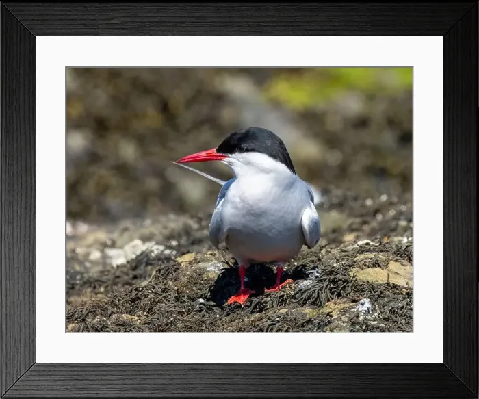 Framed Print : Arctic tern close up on the ground Framed Print : Arctic tern close up on the ground