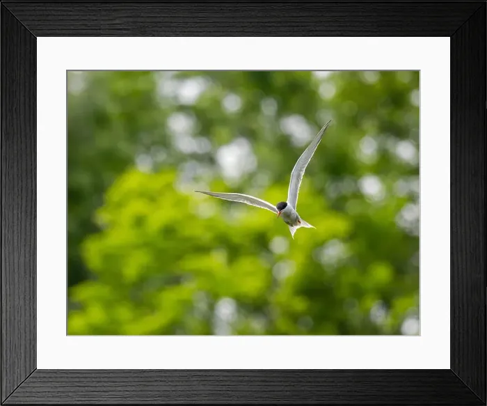 Framed Print : Common tern in flight against a background of greenery Framed Print : Common tern in flight against a background of greenery