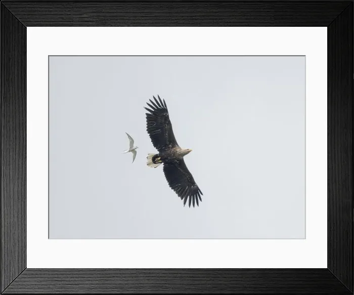 Framed Print : Eagle white-tailed (Haliaeetus albicilla), in flight over Loch Barvas, Isle of Lewis, Western Isles, Scotland