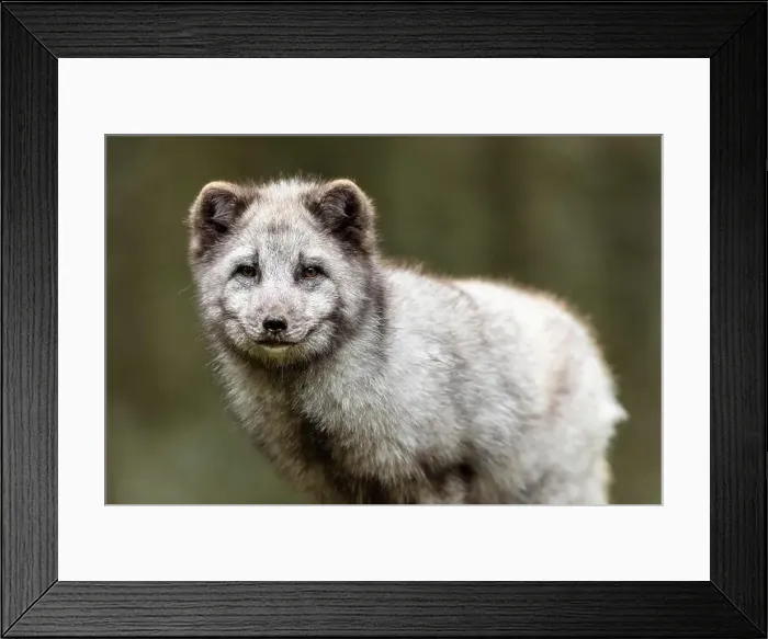 Framed Print : A close-up of an arctic fox (Alopex lagopus)