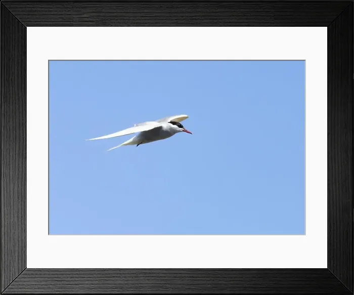 Framed Print : Arctic tern in flight with bright blue sky Framed Print : Arctic tern in flight with bright blue sky