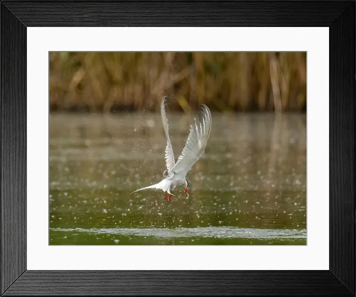 Framed Print : Common tern in flight catching a fish in its beak