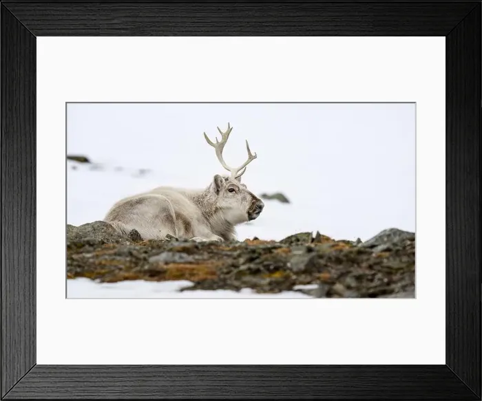 Framed Print : The Svalbard reindeer (Rangifer tarandus platyrhynchus) in early spring Framed Print : The Svalbard reindeer (Rangifer tarandus platyrhynchus) in early spring