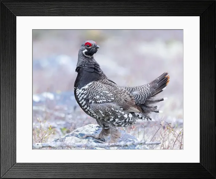 Framed Print : A Spruce Grouse in a breeding display, northern Saskatchewan Framed Print : A Spruce Grouse in a breeding display, northern Saskatchewan