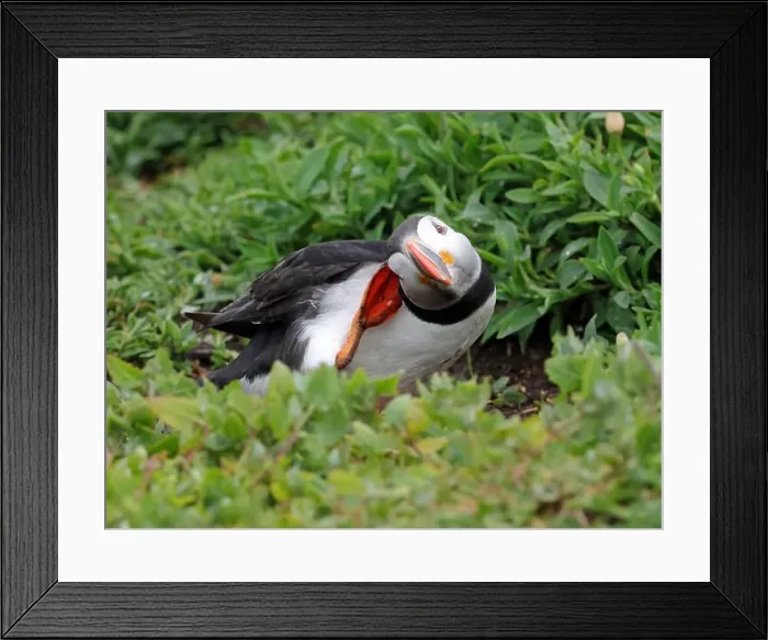 Framed Print : Atlantic Puffin (Fratercula arctica)