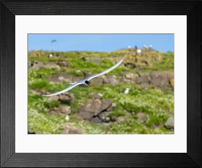Framed Print : Arctic tern in flight with bright blue sky