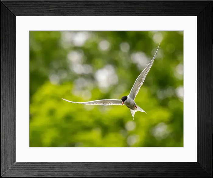 Framed Print : Common tern in flight against a background of greenery Framed Print : Common tern in flight against a background of greenery