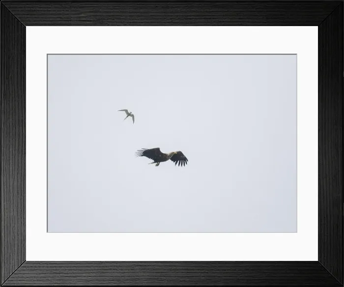 Framed Print : Eagle white-tailed (Haliaeetus albicilla), in flight over Loch Barvas, Isle of Lewis, Western Isles, Scotland