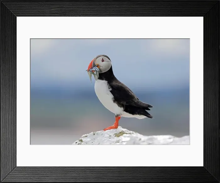 Framed Print : An Atlantic Puffin (Fratercula arctica) with sandeels on Inner Farne Framed Print : An Atlantic Puffin (Fratercula arctica) with sandeels on Inner Farne