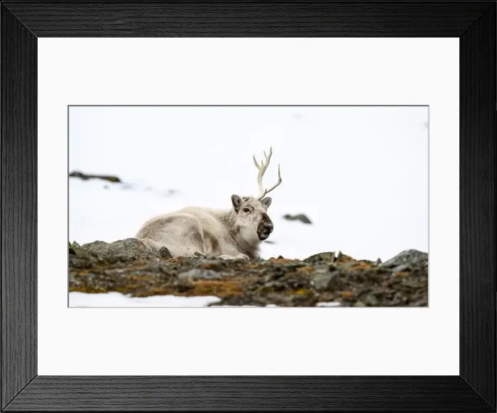 Framed Print : The Svalbard reindeer (Rangifer tarandus platyrhynchus) in early spring Framed Print : The Svalbard reindeer (Rangifer tarandus platyrhynchus) in early spring