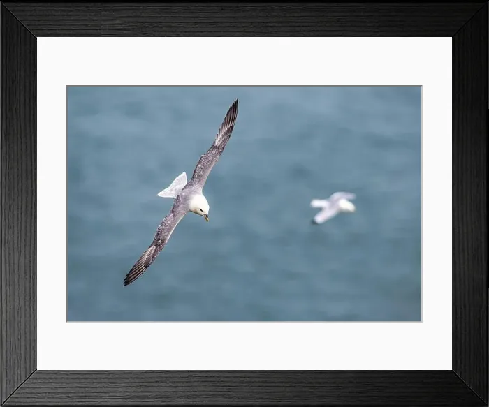 Framed Print : Northern Fulmar, Fulmarus glacialis, bird in flight over sea and cliffs, Bempton Cliffs, North Yorkshire, England Framed Print : Northern Fulmar, Fulmarus glacialis, bird in flight over sea and cliffs, Bempton Cliffs, North Yorkshire, England