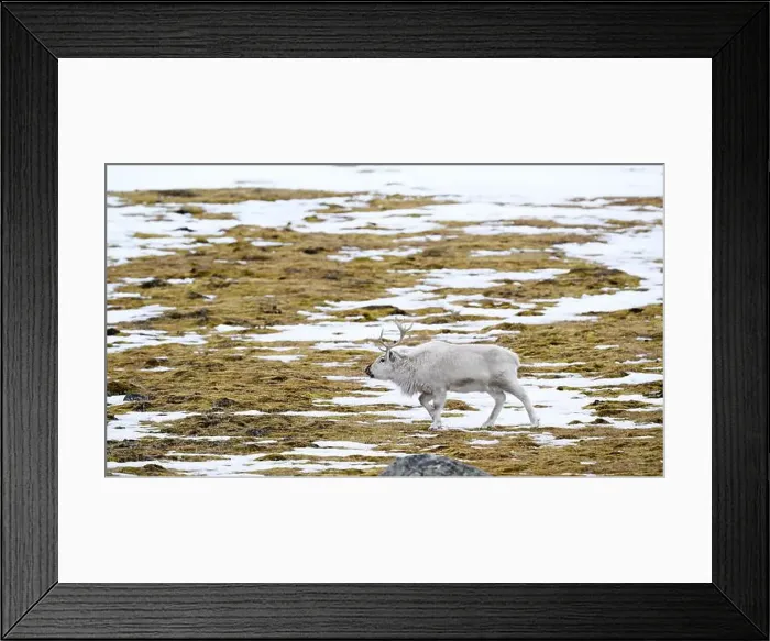 Framed Print : The Svalbard reindeer (Rangifer tarandus platyrhynchus) in early spring Framed Print : The Svalbard reindeer (Rangifer tarandus platyrhynchus) in early spring