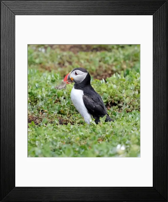 Framed Print : Atlantic Puffin (Fratercula arctica)