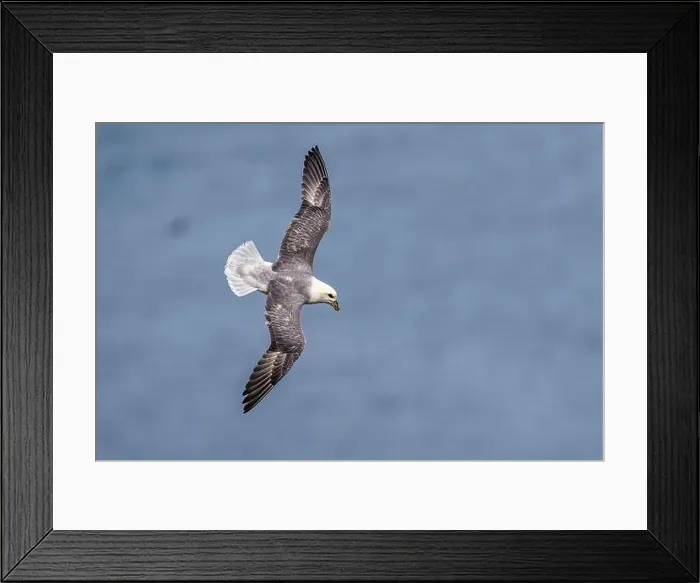 Framed Print : Northern Fulmar, Fulmarus glacialis, bird in flight over sea and cliffs, Bempton Cliffs, North Yorkshire, England Framed Print : Northern Fulmar, Fulmarus glacialis, bird in flight over sea and cliffs, Bempton Cliffs, North Yorkshire, England