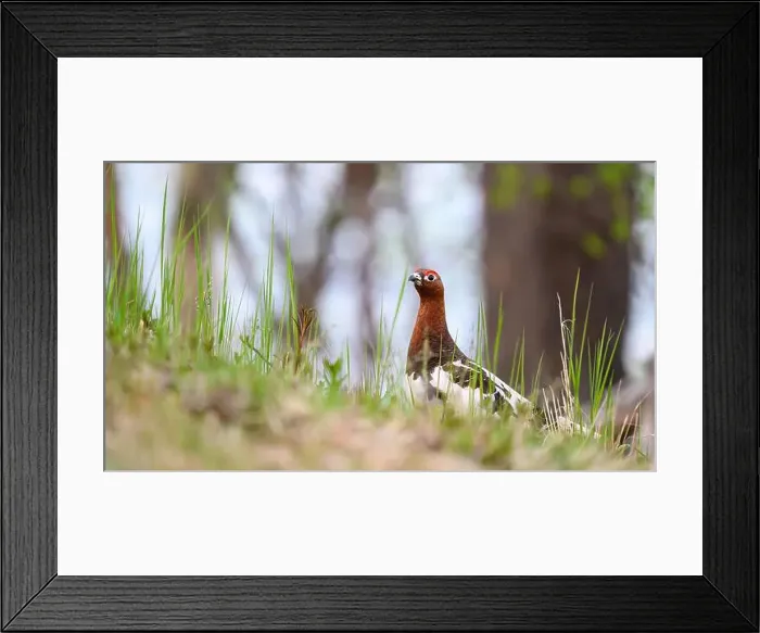 Framed Print : Rock ptarmigan (Lagopus muta) in summer forest Framed Print : Rock ptarmigan (Lagopus muta) in summer forest