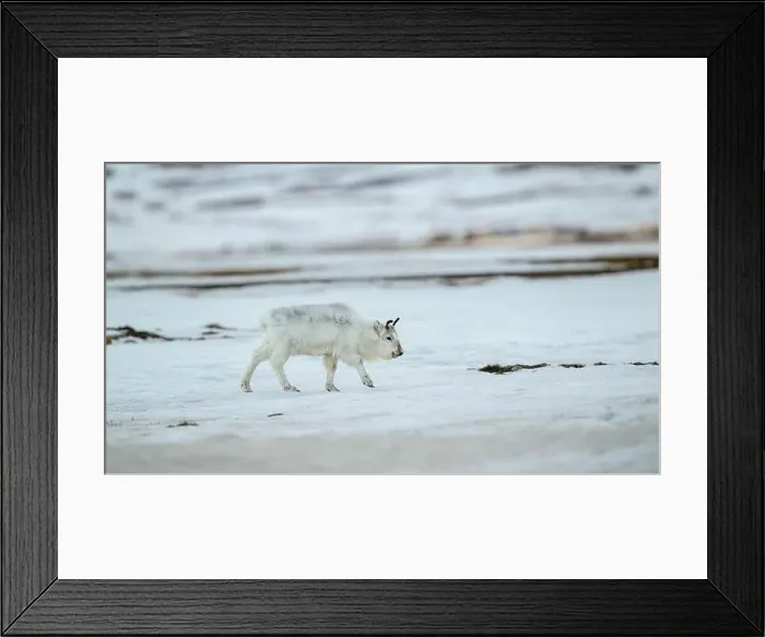 Framed Print : The Svalbard reindeer (Rangifer tarandus platyrhynchus) in early spring Framed Print : The Svalbard reindeer (Rangifer tarandus platyrhynchus) in early spring