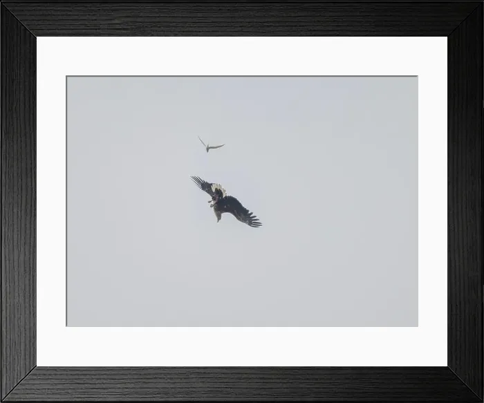 Framed Print : Eagle white-tailed (Haliaeetus albicilla)