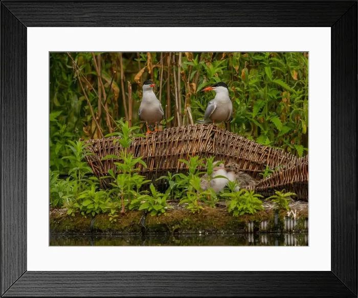 Framed Print : Common tern on the breeding ground with their young Framed Print : Common tern on the breeding ground with their young