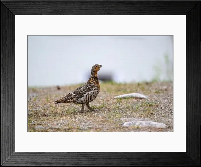 Framed Print : Western capercaillie (Tetrao urogallus) in summer forest