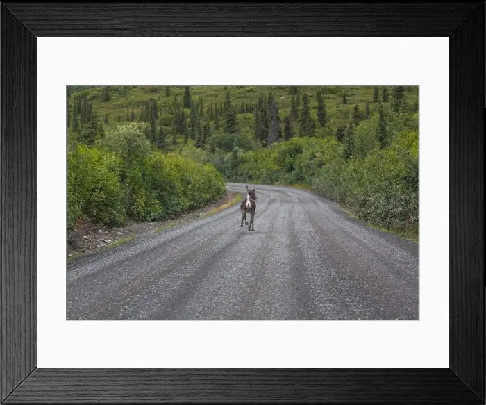 Framed Print : Arctic tundra landscape in Alaska, USA Framed Print : Arctic tundra landscape in Alaska, USA