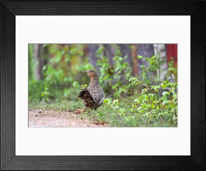 Framed Print : Western capercaillie (Tetrao urogallus) in summer forest Framed Print : Western capercaillie (Tetrao urogallus) in summer forest