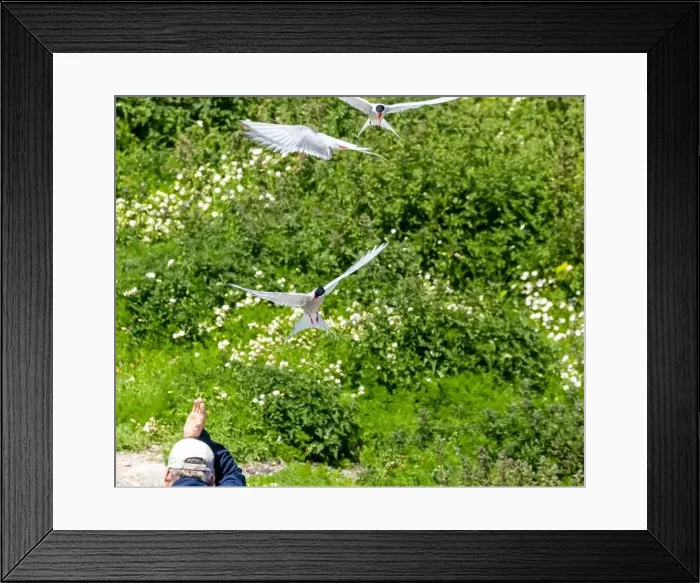 Framed Print : Arctic terns defending their nests attacking a passer by Framed Print : Arctic terns defending their nests attacking a passer by