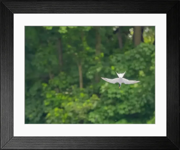 Framed Print : Common tern in flight against a background of greenery Framed Print : Common tern in flight against a background of greenery