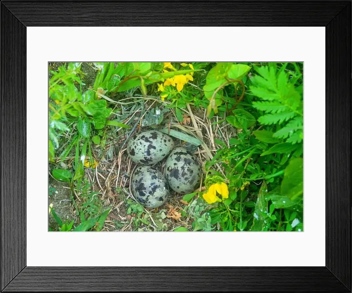 Framed Print : Common Tern nest on island Framed Print : Common Tern nest on island