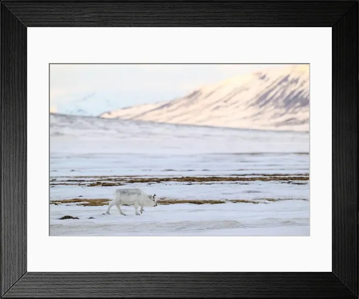 Framed Print : The Svalbard reindeer (Rangifer tarandus platyrhynchus) in early spring Framed Print : The Svalbard reindeer (Rangifer tarandus platyrhynchus) in early spring