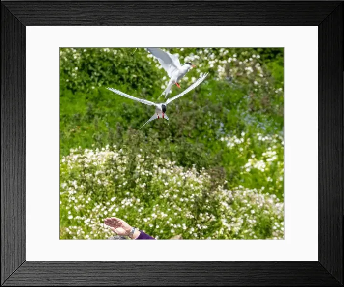 Framed Print : Arctic terns defending their nests attacking a passer by Framed Print : Arctic terns defending their nests attacking a passer by